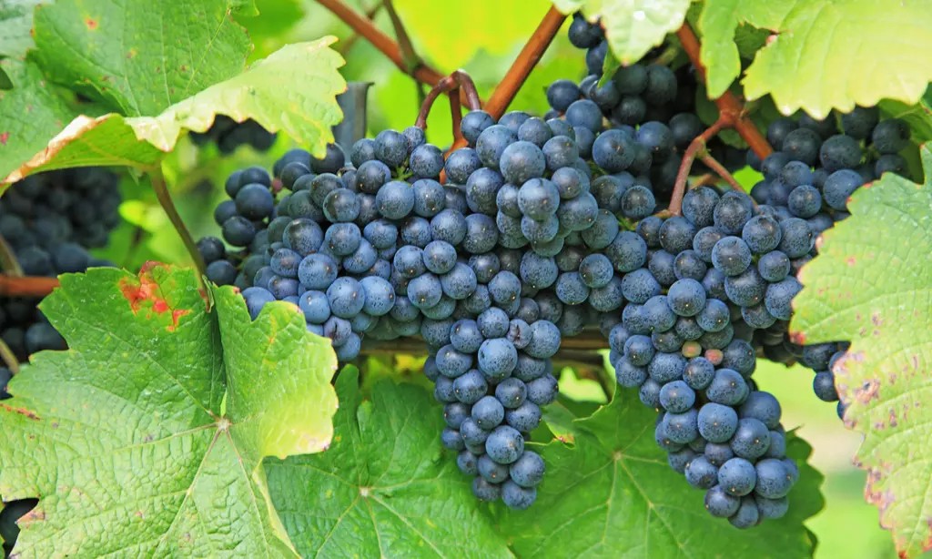 Discover North Georgia’s Wine Country – Full-Day Vineyard Tour with Atlanta Sightseeing (Up to 39% Off)