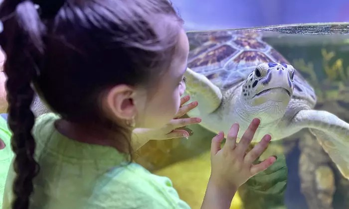 Explore Ocean Life at San Antonio Aquarium – Save Up to 40%!