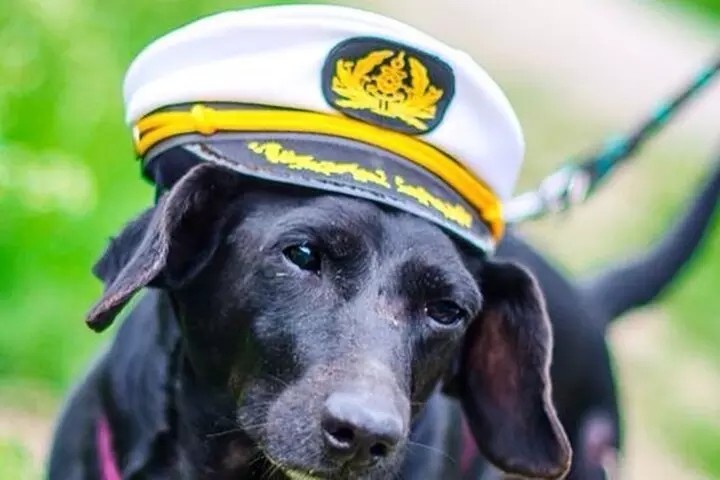 🐾 Dog Day of Summer: Boston Harbor Cruise with Your Pup
