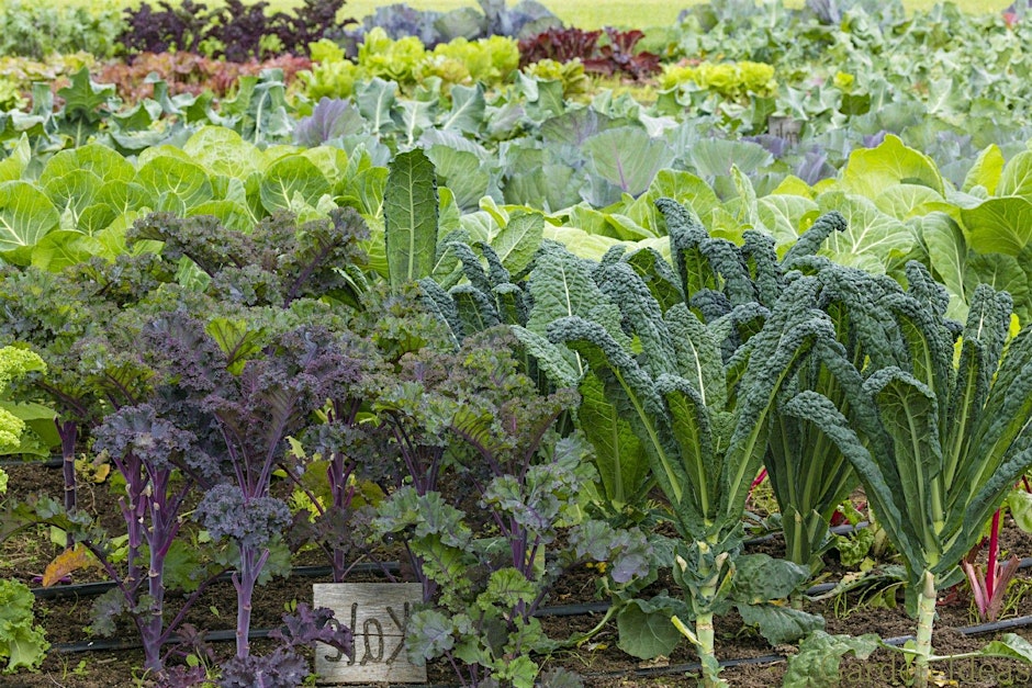 Dig It! Gardening in Texas - Gardening 201: Growing Your Skills