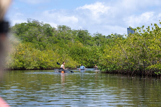 North Miami Beach Mangrove Kayak Tour