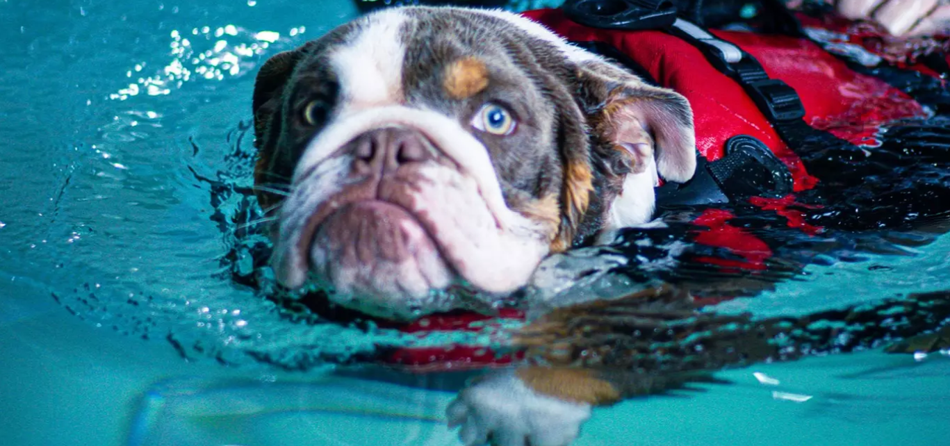 Canine Swim Induction Session at K9 Swim MCR (Up to 40% Off Offer)