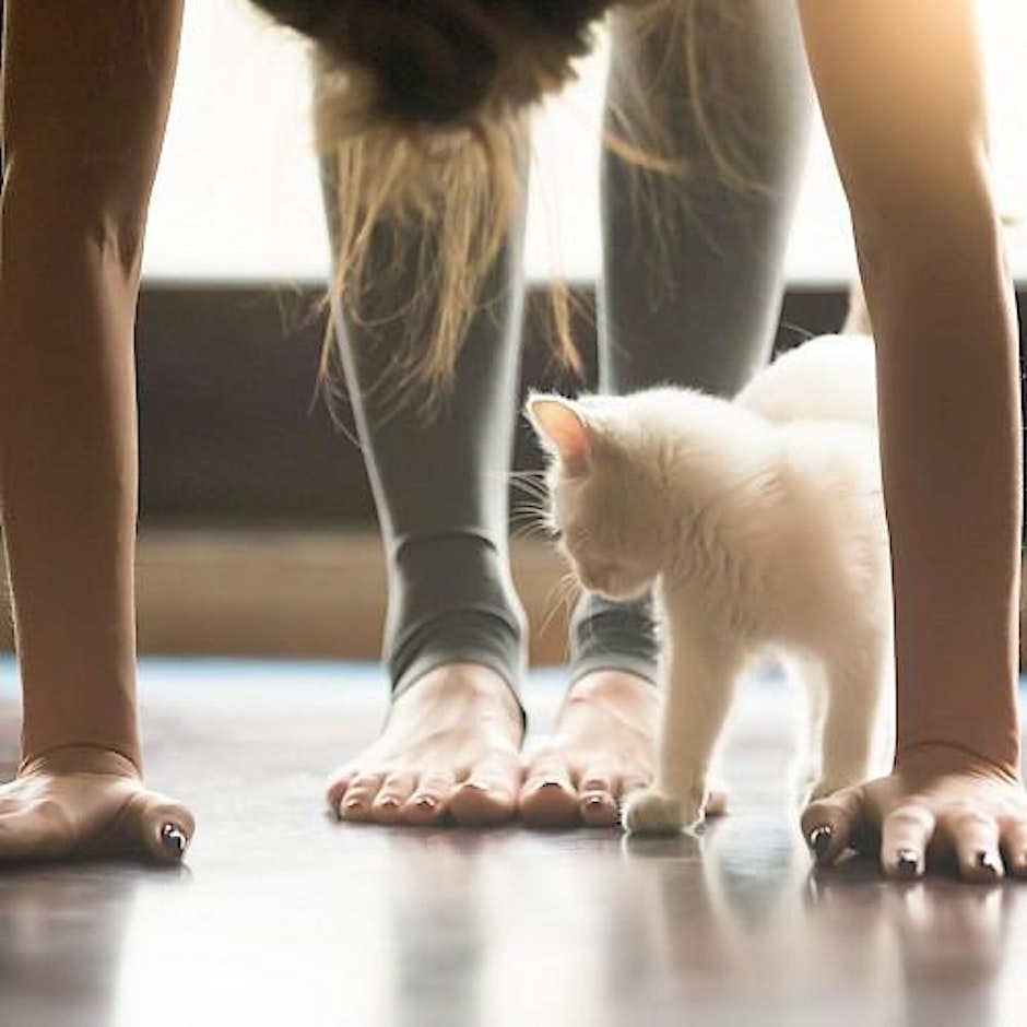 Kitten Yoga at Canterra with the Buffalo Animal Shelter