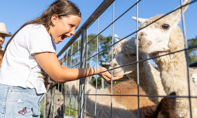 Trevena Glen Farm: Hands-On Animal Experience