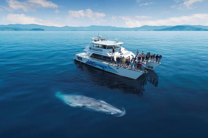 Whale and Dolphin Watching Cruise in Auckland