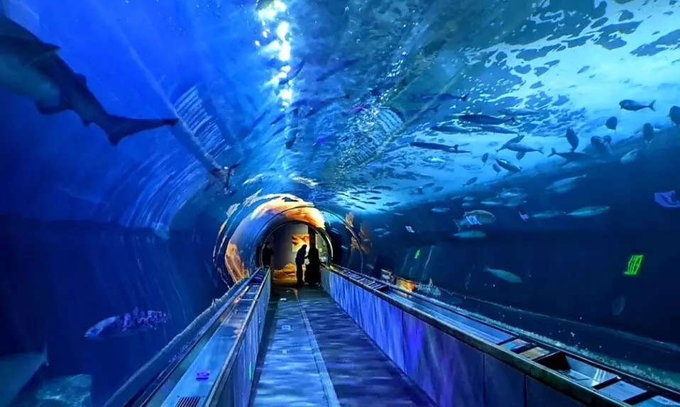 Unlimited Visits! One-Year Membership to Aquarium of the Bay – Save Up to 33%