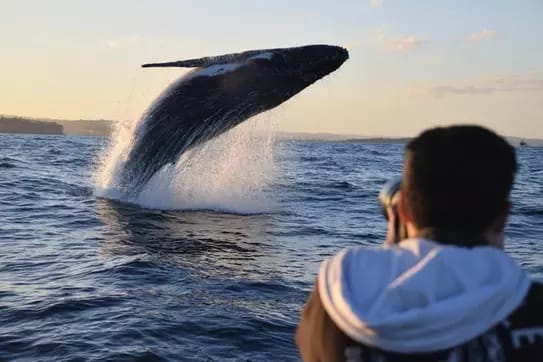 High-Speed Sydney Whale Watching Tour