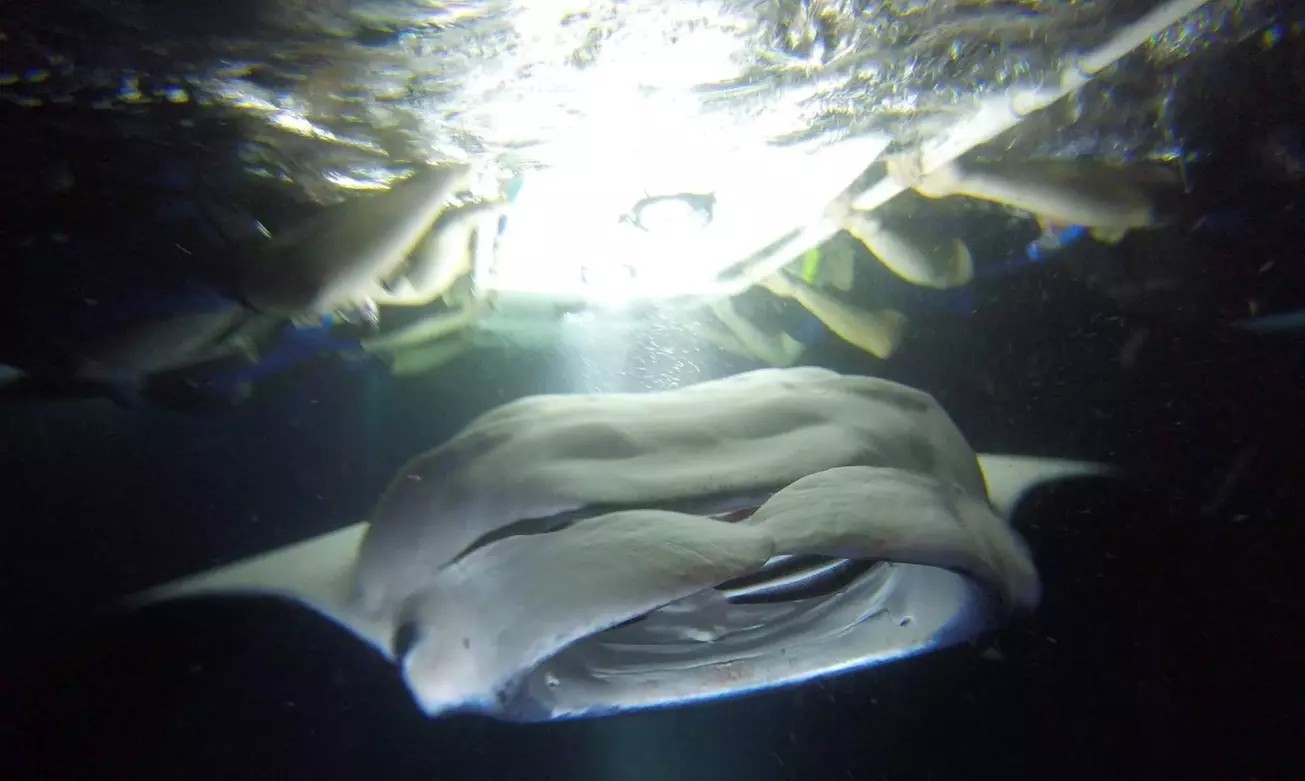 Kona Manta Ray Night Snorkel at Keauhou Harbor – Guaranteed Experience (Up to 31% Off)