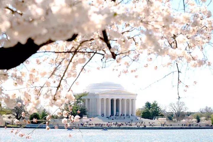 Cherry Blossoms & Monuments Tour with 10+ Stops and Boat Cruise