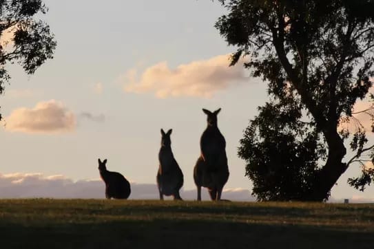 Meet the Legends: Guided Tour of Champion Retired Racehorses