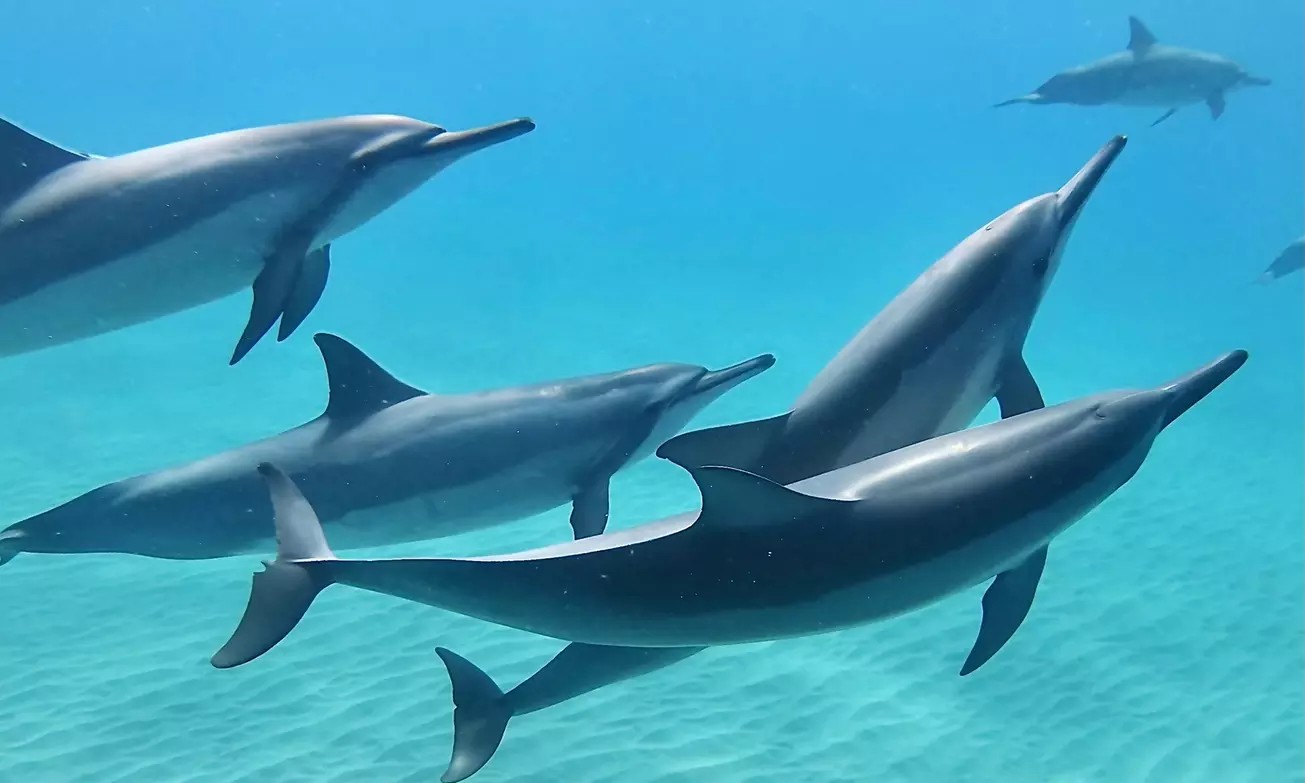 Indigo Ocean Hawaii: Dolphin Swim Experience for Adults & Kids (Up to 6% Off)