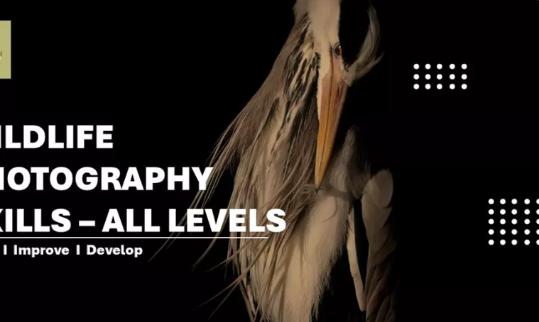 📸 Capture the Wild: Beginner’s Wildlife Photography Workshop (65% Off)