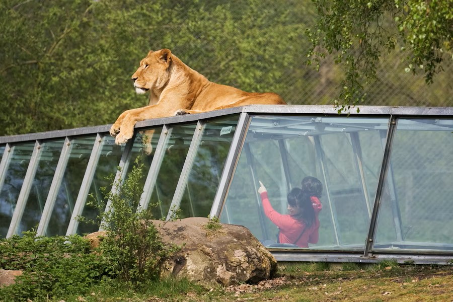 Thoiry Zoo Safari Tickets – Explore Wildlife & Nature