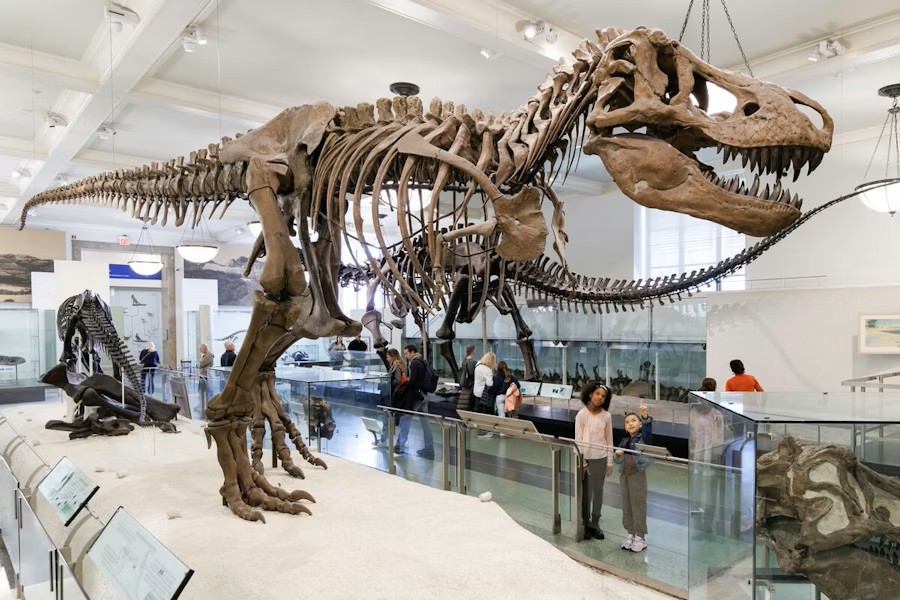 AMNH Tickets: Access All Exhibitions in New York