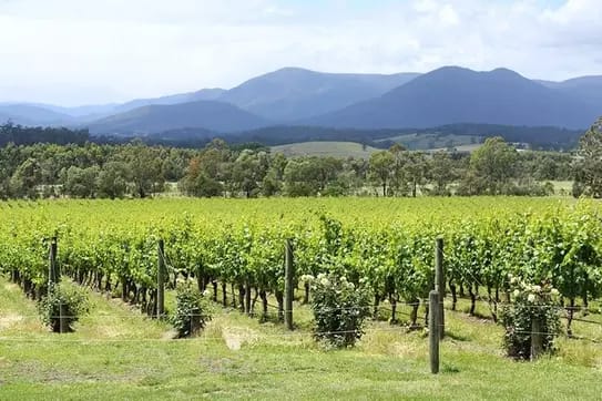 🌿 Scenic Yarra Valley: Wine Tasting Day Trip