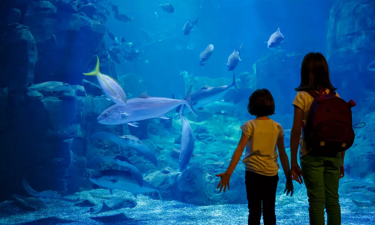 Dive In & Build On – SEA LIFE + LEGOLAND Combo Tickets Up to 53% Off!