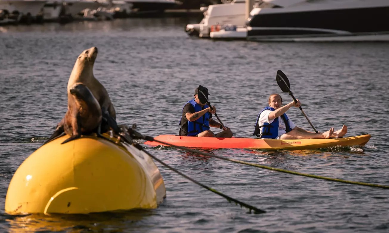 🌊 Cruise San Diego in Style – 2-Hour Single or Tandem Kayak Rentals (Up to 46% Off)