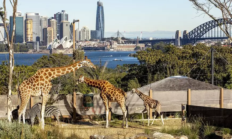 Taronga Zoo Entry + Ferry Return