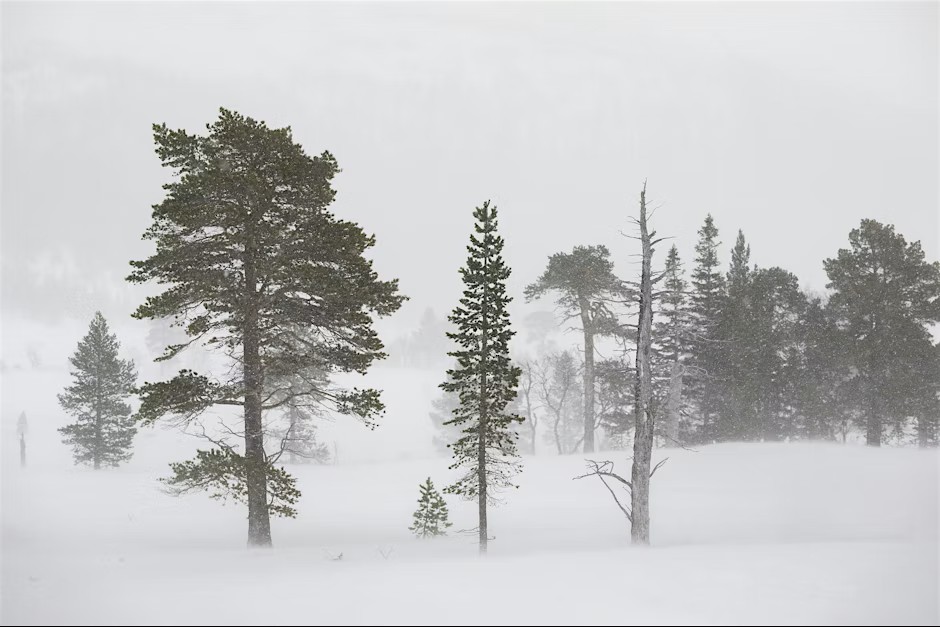 EXHIBITION TOURS: Snow and Rain Shall Pass by Photographer Karin Alfredsson