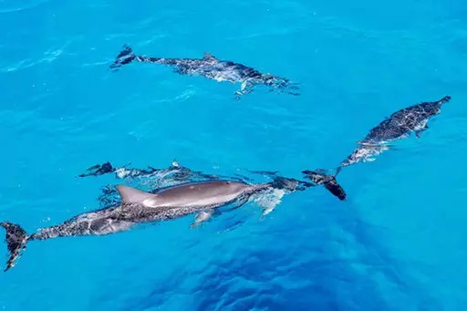 Swim, Slide & Snorkel: Oahu Dolphin Cruise with Turtles, Lunch & Hula