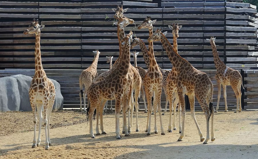 Paris Zoological Park Tickets – Explore the Zoo in Paris