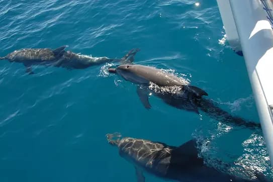 Explore Fraser Island: Dolphin Sailing Adventure