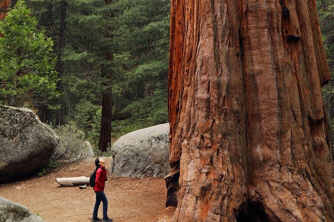 Armstrong Redwoods & Sausalito Day Trip from San Francisco