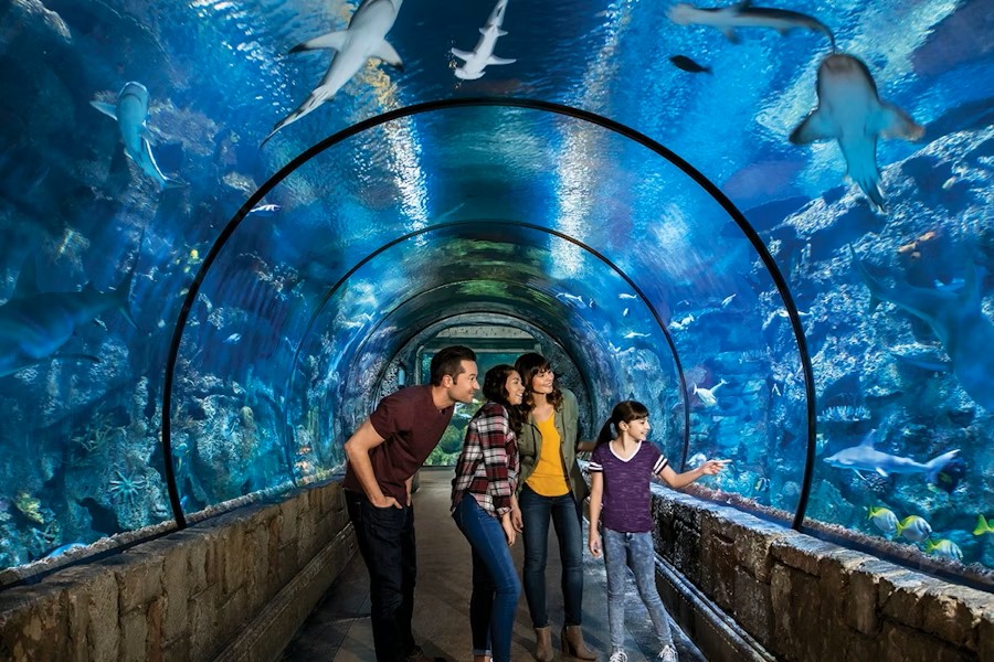 Las Vegas Shark Reef Aquarium Tickets – Interactive Marine Experience