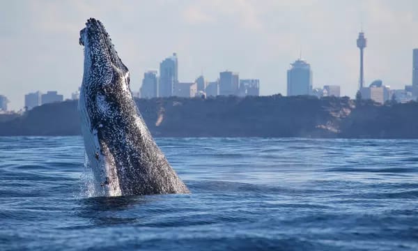 Two-Hour Express Whale Watching Cruise for Child or Adult with Whale Watching Sydney (Up to 25% Off)