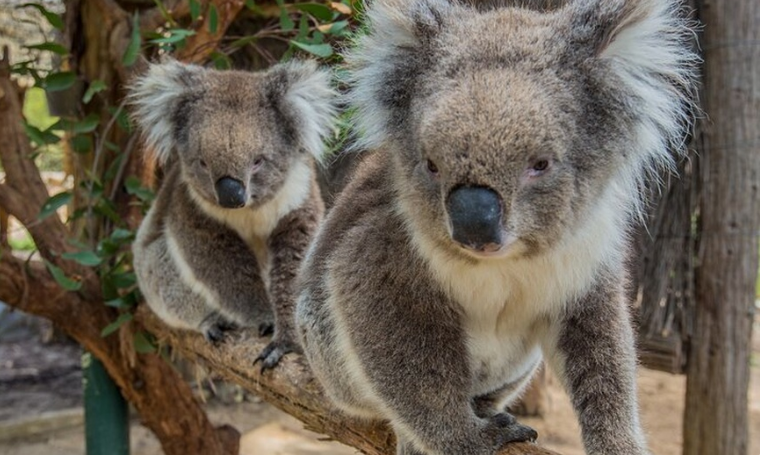 From Adelaide: Cleland Wildlife Park & Scenic Mt Lofty Summit