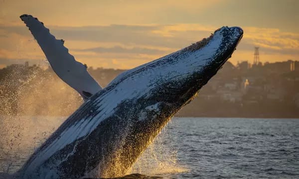 Unforgettable Whale Watching Adventure: 3-Hour Cruise with Humpback Sightings, Expert Guides & Drinks