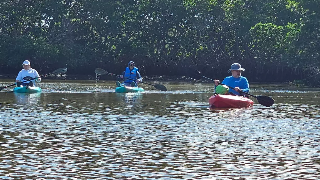 Tampa Bay Mangroves Kayak Eco Tour with Wildlife Education