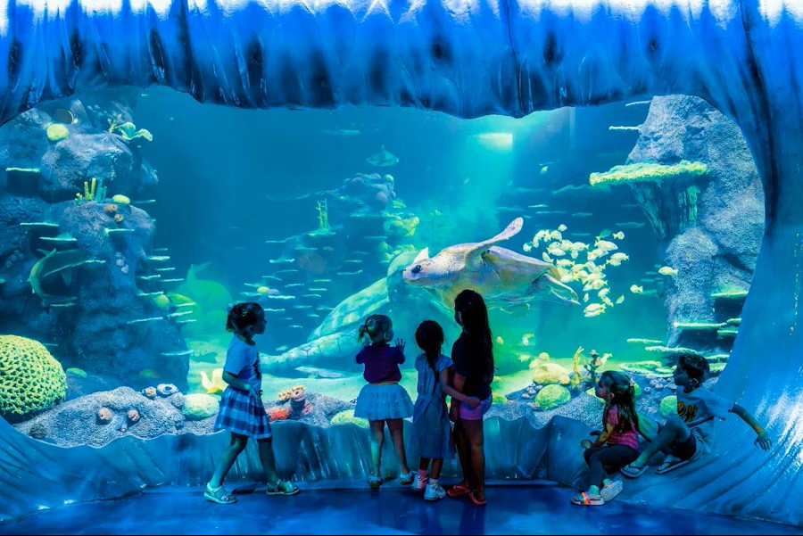 Sydney SEA LIFE Aquarium Tickets for All Ages