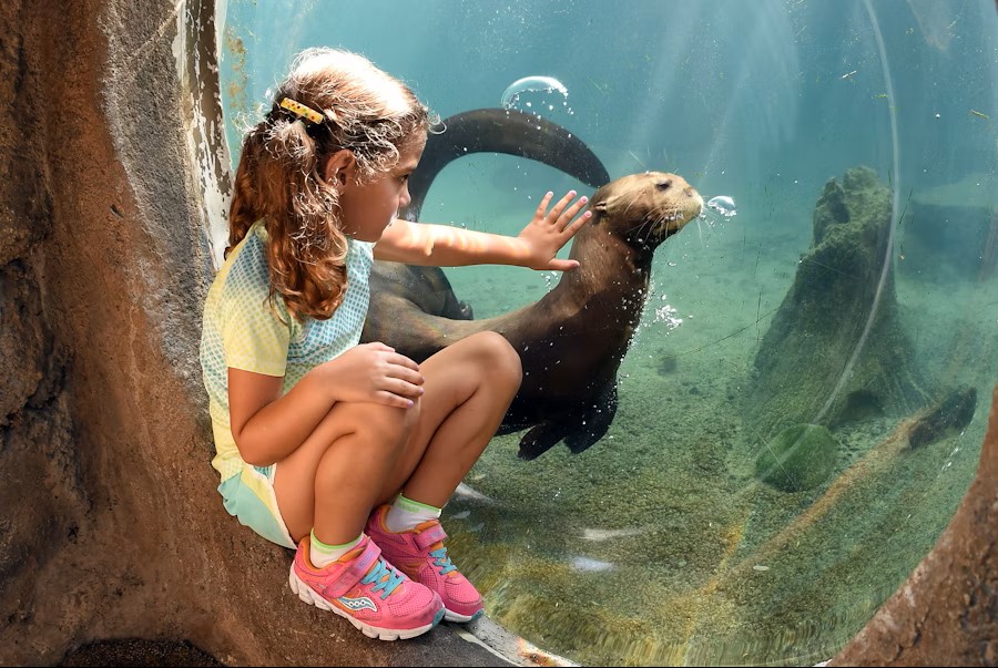 Tickets for Miami Zoo Adventure