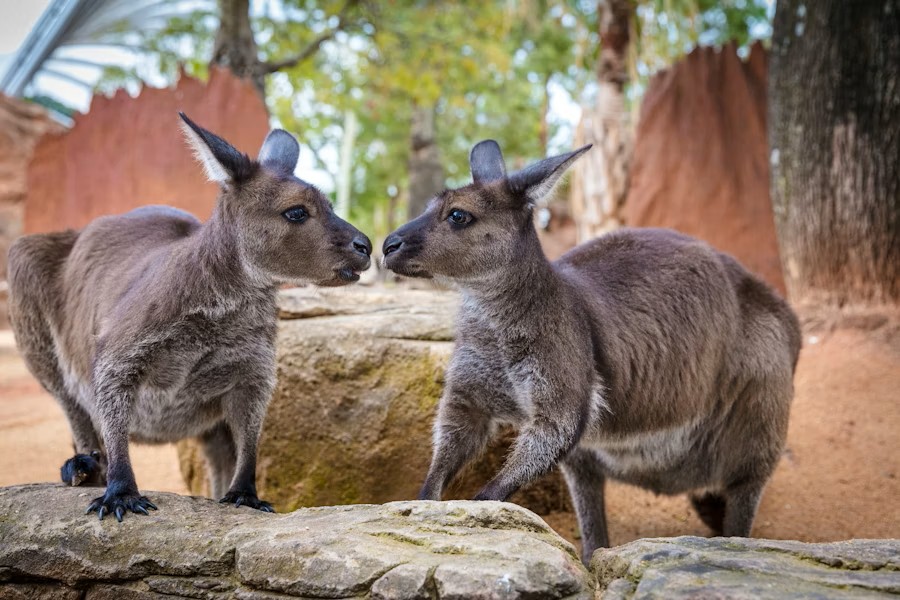 Sydney WILD LIFE Zoo Tickets for All Ages