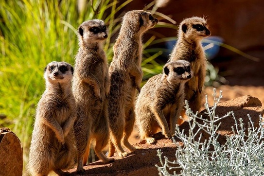 Taronga Zoo Sydney: General Admission Pass
