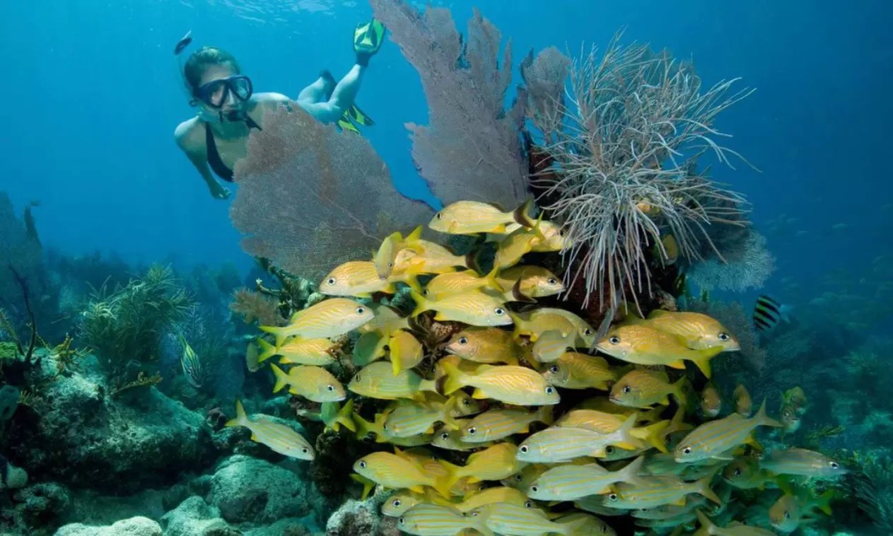 Snorkel the Florida Coast – Save Up to 31% for 2, 4, or 6!