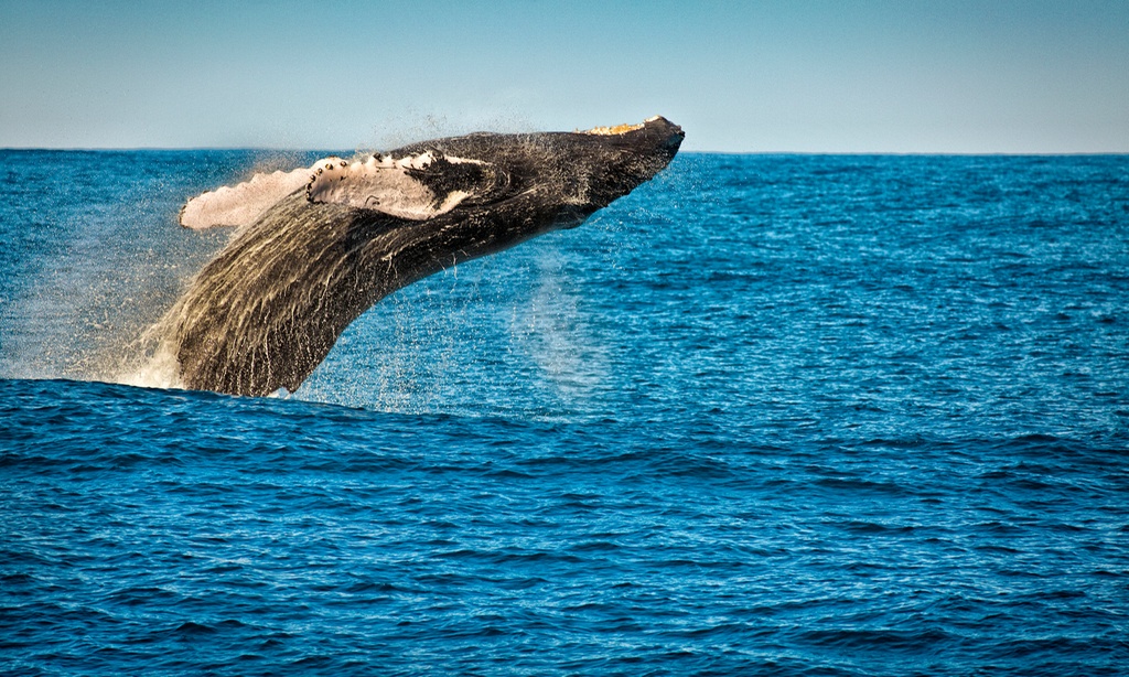 🌊 Epic Ocean Views & Whale Sightings – Legacy Boat Tour Up to 52% Off