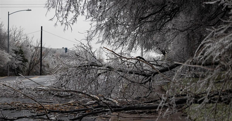 A New Year For Your Trees
