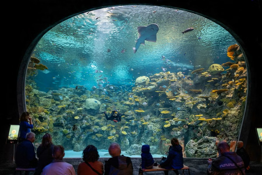Explore Seattle Aquarium – Admission Ticket