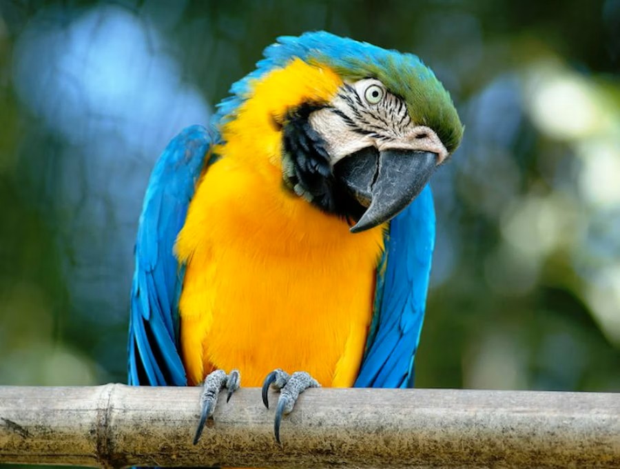 Rome Biopark Admission Tickets – Explore Animals & Nature Exhibits