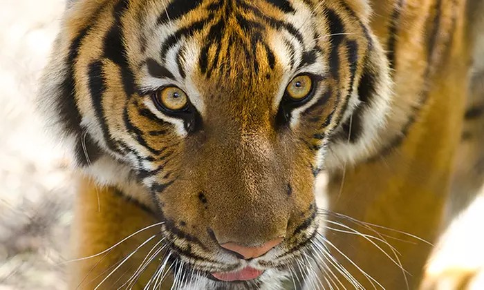 One General Admission Ticket to Woodland Park Zoo