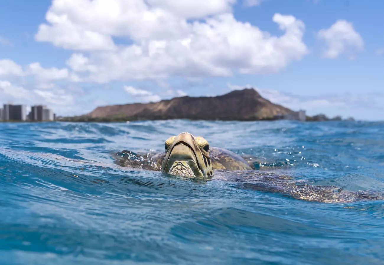 Snorkel with Turtles: Honolulu Turtle Canyon Cruise (Save Up to 48%)