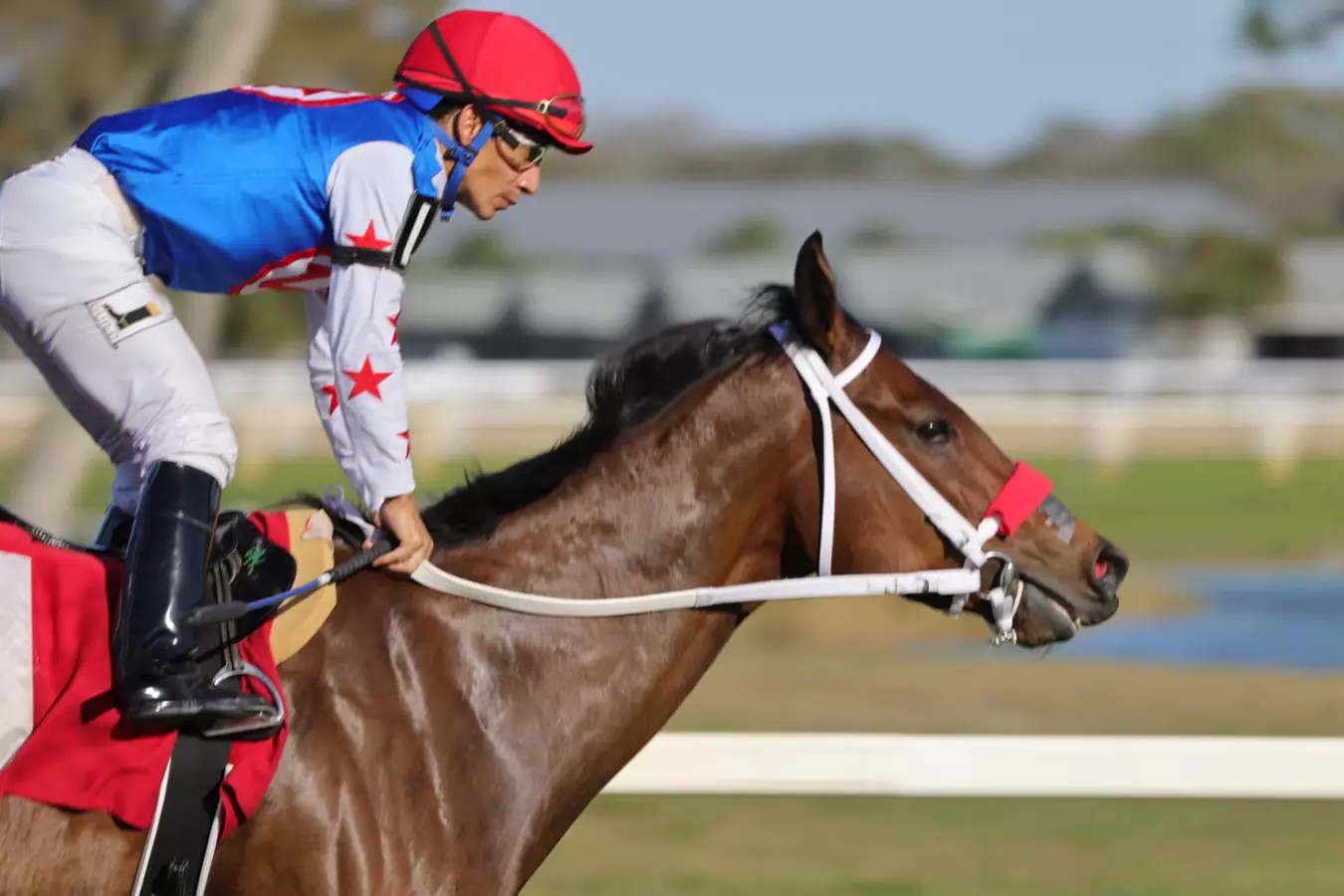 VIP Finish Line Experience: Live Horse Racing & Betting Fun at Tampa Bay Downs